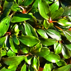 Bucephalandra 'Mini Apollo' – Plante rare compacte pour nano-aquarium