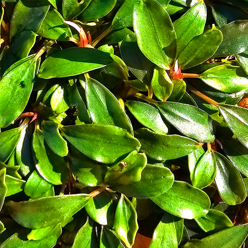 Bucephalandra 'Mini Apollo' – Plante rare compacte pour nano-aquarium Bucephalandra 'Mini Apollo' – Plante rare compacte pour nano-aquarium
