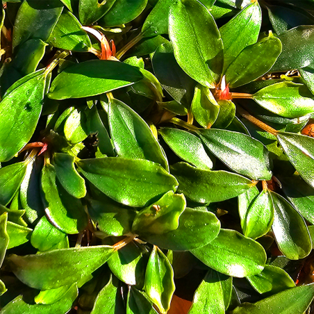 Bucephalandra 'Mini Apollo' – Plante rare compacte pour nano-aquarium