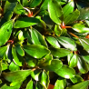 Bucephalandra 'Mini Apollo' – Plante rare compacte pour nano-aquarium