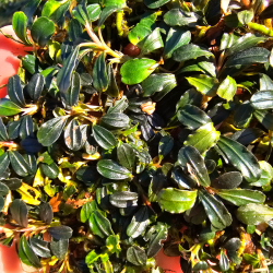 Bucephalandra 'Peacock' – Plante rare sombre et compacte pour aquarium