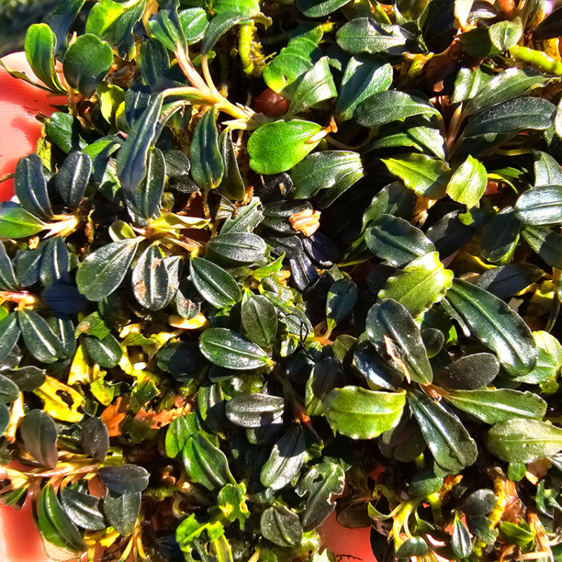 Bucephalandra 'Peacock' – Plante rare sombre et compacte pour aquarium Bucephalandra 'Peacock' – Plante rare sombre et compacte pour aquarium