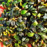 Bucephalandra 'Peacock' – Plante rare sombre et compacte pour aquarium