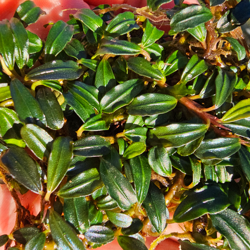 【ルージュ】Bucephalandra sp. Mini Phantom Bucephalandra Phantom – Élégance sombre pour aquascaping d'exception