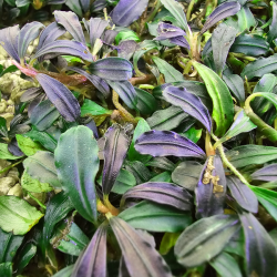 Bucephalandra 'Purple' – Plante rare aux reflets violets