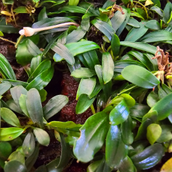 Bucephalandra 'Que Vadis' – Plante rare aux feuilles fines