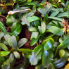 Bucephalandra 'Que Vadis' – Plante rare aux feuilles fines
