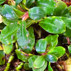 Bucephalandra 'Sandrine' – Plante rare compacte au feuillage rond