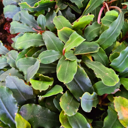 Bucephalandra 'Sapphire' – Plante rare aux feuilles ondulées