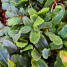 Bucephalandra 'Sapphire' – Plante rare aux feuilles ondulées