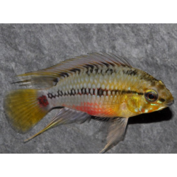 Apistogramma hongsloi 2,5 cm