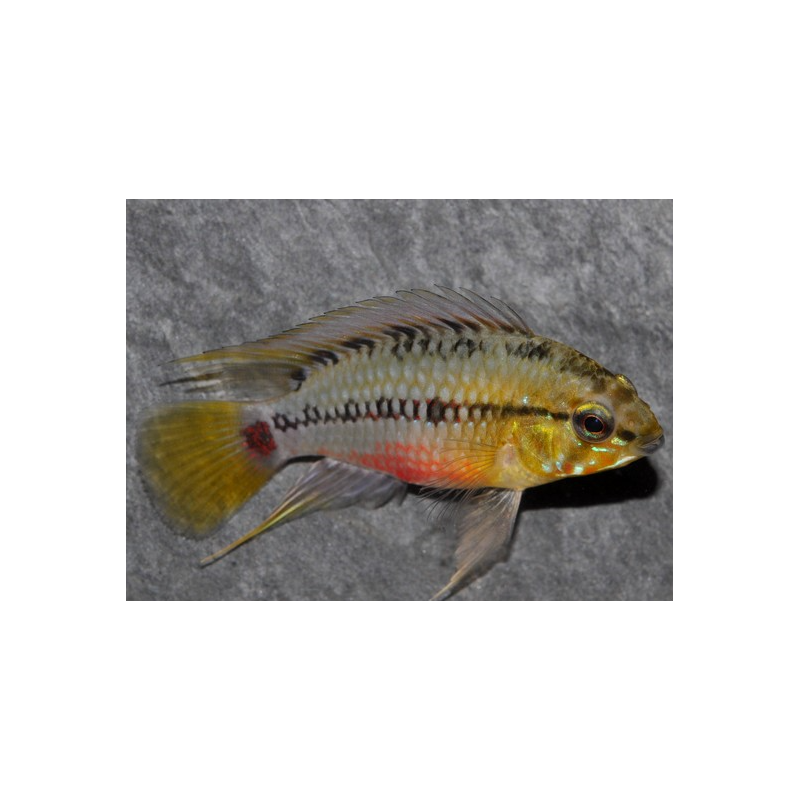 Apistogramma hongsloi 2,5 cm