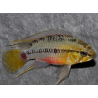 Apistogramma hongsloi 2,5 cm