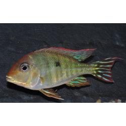 Geophagus sp. "Tapajos" à tête orange 6-6,5 cm