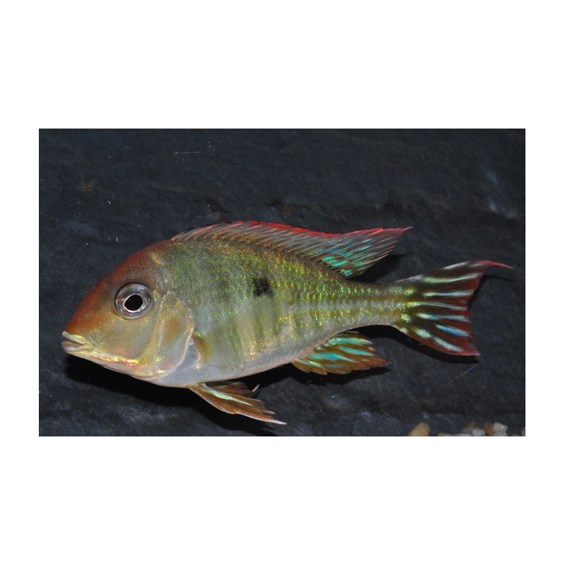 Geophagus sp. "Tapajos" à tête orange 6-6,5 cm