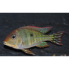 Geophagus sp. "Tapajos" à tête orange 6-6,5 cm