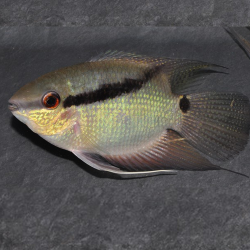 Mesonauta festivus – Cichlidé drapeau – 250L – Poisson d’aquarium