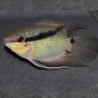 Mesonauta festivus – Cichlidé drapeau – 250L – Poisson d’aquarium