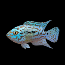 Cichlasoma octofasciatum "Blue Jack Dempsey" 4-4,5 cm