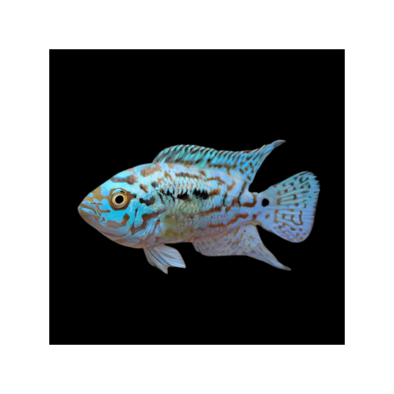 Cichlasoma octofasciatum "Blue Jack Dempsey" 4-4,5 cm