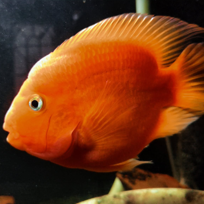 Poisson perroquet rouge – Cichlasoma sp. – 300L – Cichlidé d’aquarium