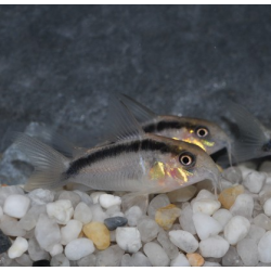 Corydoras arcuatus 3 cm