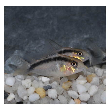 Corydoras arcuatus 3 cm