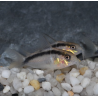 Corydoras arcuatus 3 cm