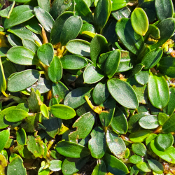 Bucephalandra 'Mini Coin' – Plante miniature rare pour nano-aquarium
