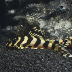 Peckoltia compta (L134) – Pleco léopard ou Loricariidé léopard 3cm
