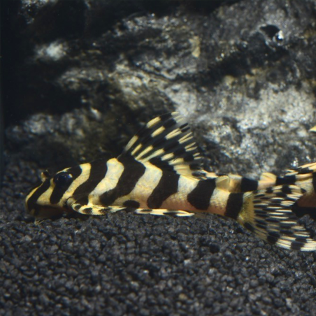 Peckoltia compta (L134) – Pleco léopard ou Loricariidé léopard 3cm