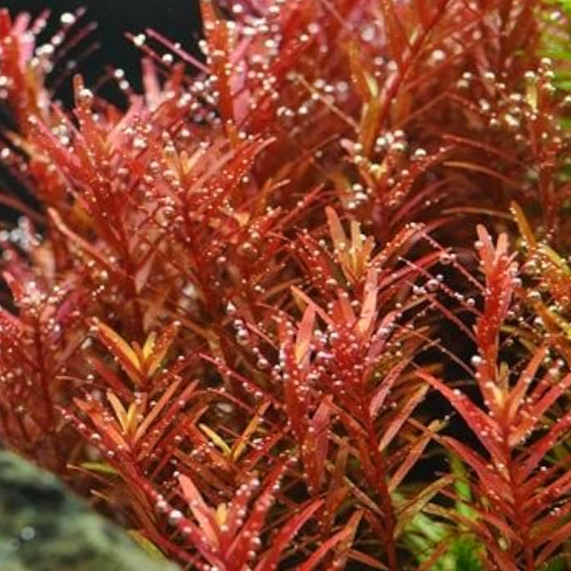 Rotala yao-Yai Rotala yao-Yai