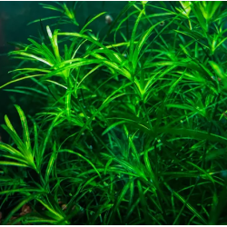 Najas guadalupensis – Plante oxygénante épuratrice à croissance rapide