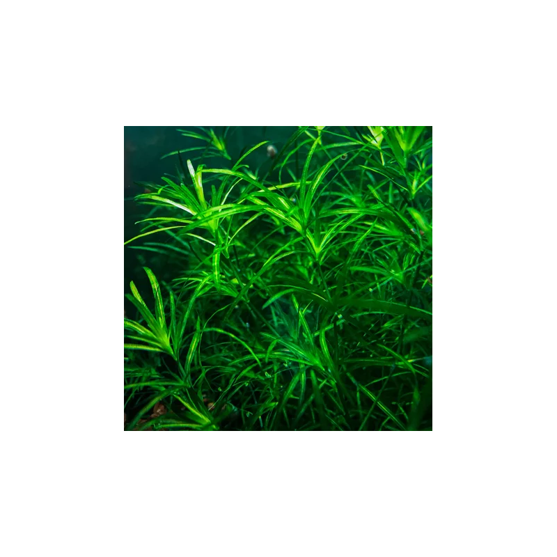 Najas guadalupensis – Plante oxygénante épuratrice à croissance rapide Najas guadalupensis – Plante oxygénante épuratrice à croissance rapide
