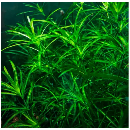 Najas guadalupensis – Plante oxygénante épuratrice à croissance rapide
