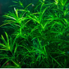 Najas guadalupensis – Plante oxygénante épuratrice à croissance rapide
