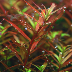 Rotala balsamica – Plante rare rouge intense pour aquascaping