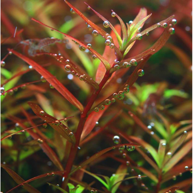 Rotala balsamica – Plante rare rouge intense pour aquascaping Rotala balsamica – Plante rare rouge intense pour aquascaping