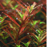 Rotala balsamica – Plante rare rouge intense pour aquascaping