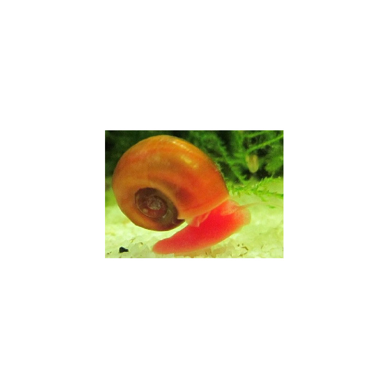 Planorbe rouge – Escargot d’eau douce utile et décoratif Planorbe rouge – Escargot d’eau douce utile et décoratif
