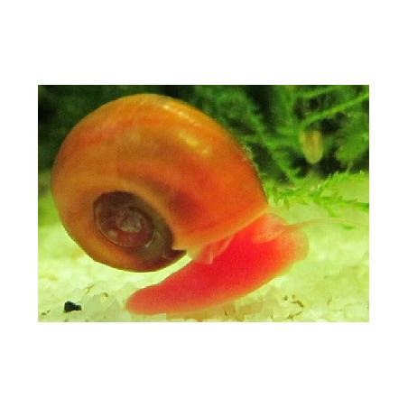 Planorbe rouge – Escargot d’eau douce utile et décoratif