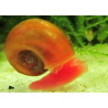 Planorbe rouge – Escargot d’eau douce utile et décoratif