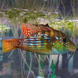 Gymnogeophagus terrapurpurea – Cichlidé pour aquarium et bassin