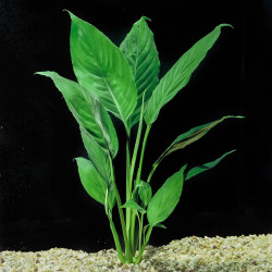 Spathiphyllum – Plante de paludarium et culture hydroponique