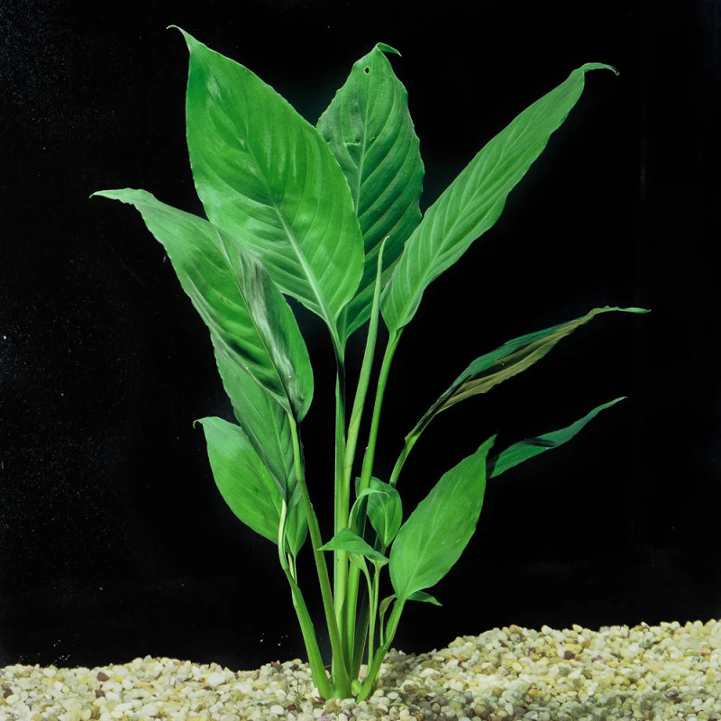 Spathiphyllum – Plante de paludarium et culture hydroponique Spathiphyllum – Plante de paludarium et culture hydroponique