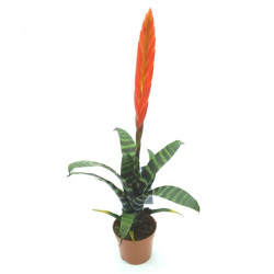 Vriesea splendens – Bromélia pour paludarium