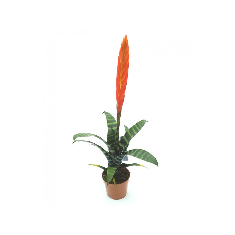 Vriesea splendens – Bromélia pour paludarium Vriesea splendens – Bromélia pour paludarium
