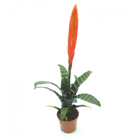 Vriesea splendens – Bromélia pour paludarium