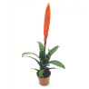 Vriesea splendens – Bromélia pour paludarium