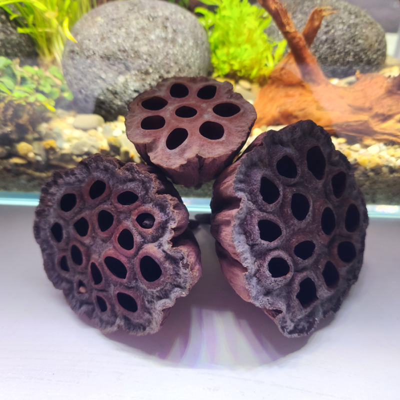 Cône de Lotus locaux – Décor naturel aquarium | Flore-Aquatique Cône de Lotus locaux – Décor naturel aquarium | Flore-Aquatique
